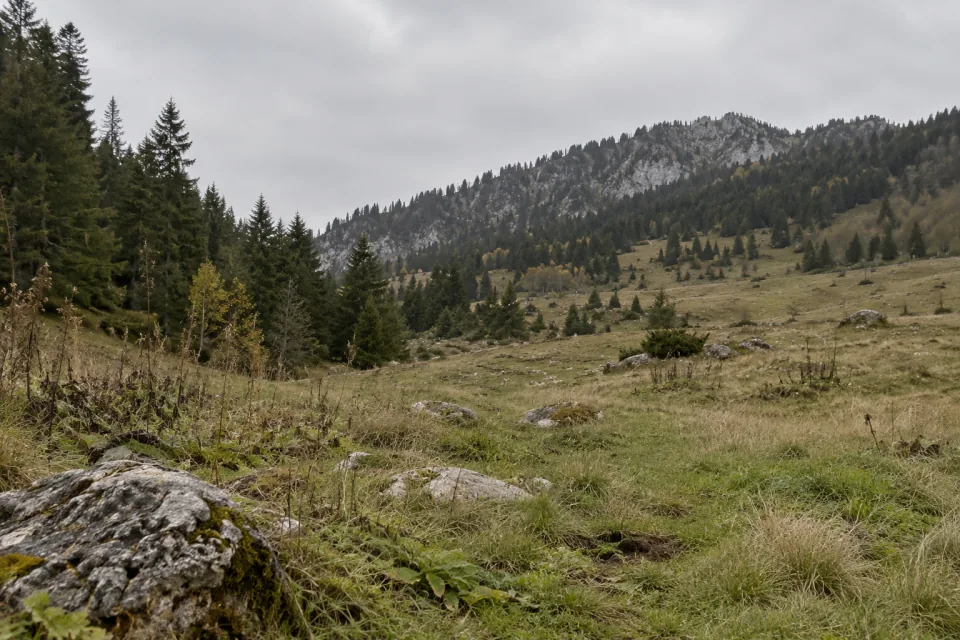 Illustrative alpine meadow under an overcast sky